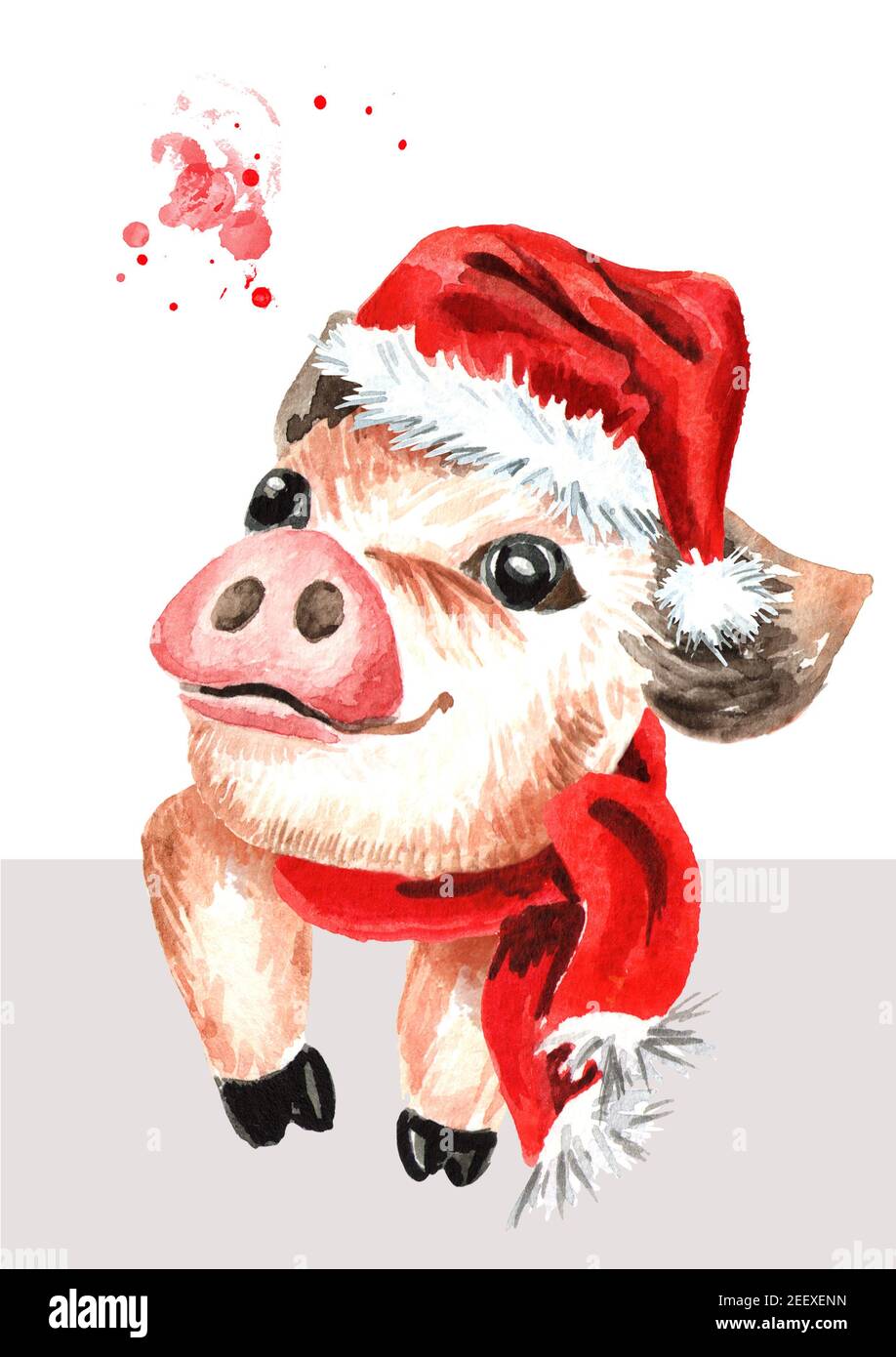 Baby Mini Schwein Stockfotos Und Bilder Kaufen Alamy