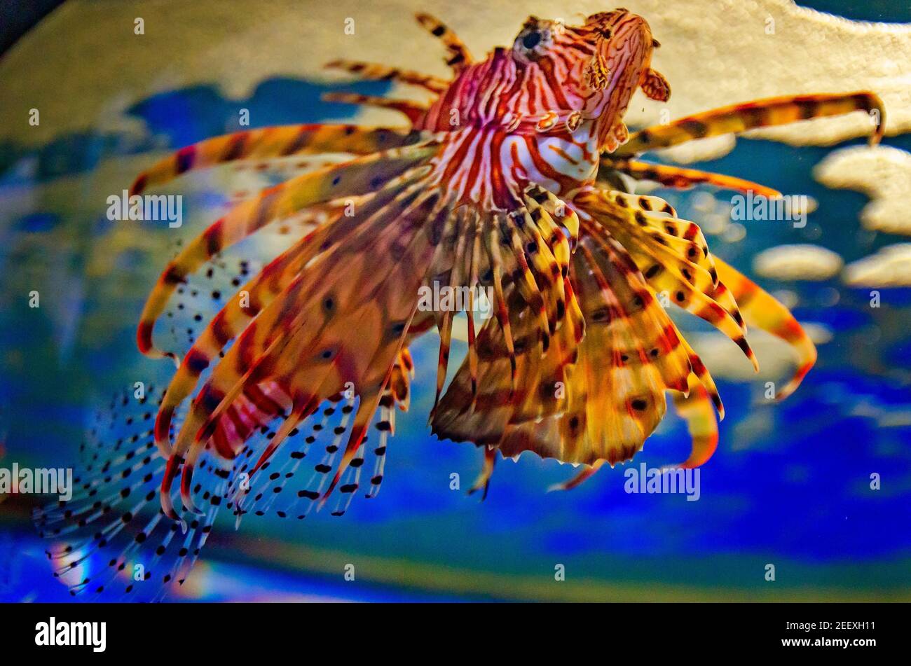 Ein Löwenfisch schwimmt im Dauphin Island Sea Lab und Estuarium am 23. Juni 2017 in Dauphin Island, Alabama. Stockfoto