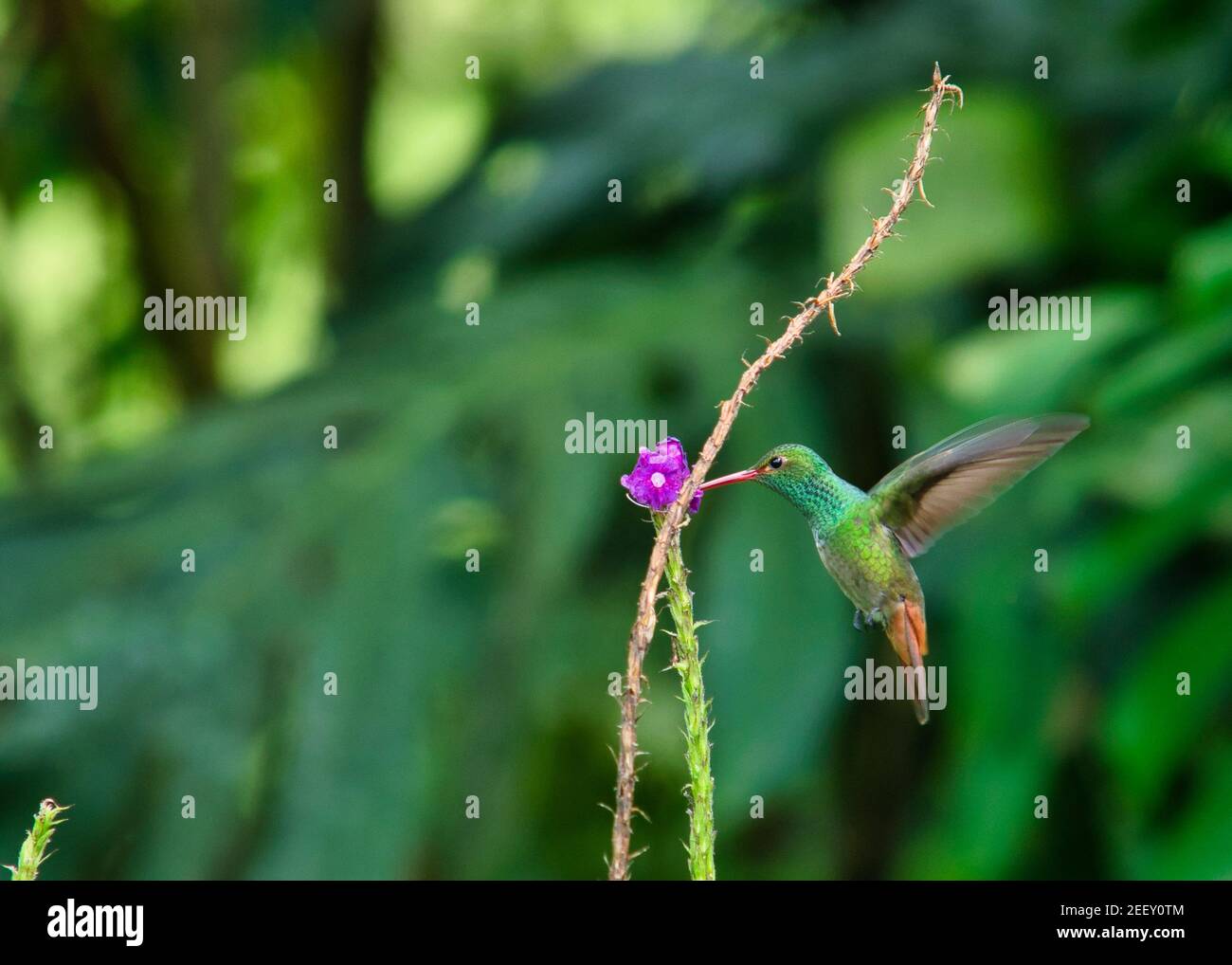 Weißer Schwanz Smaragd beim Fliegen Stockfoto