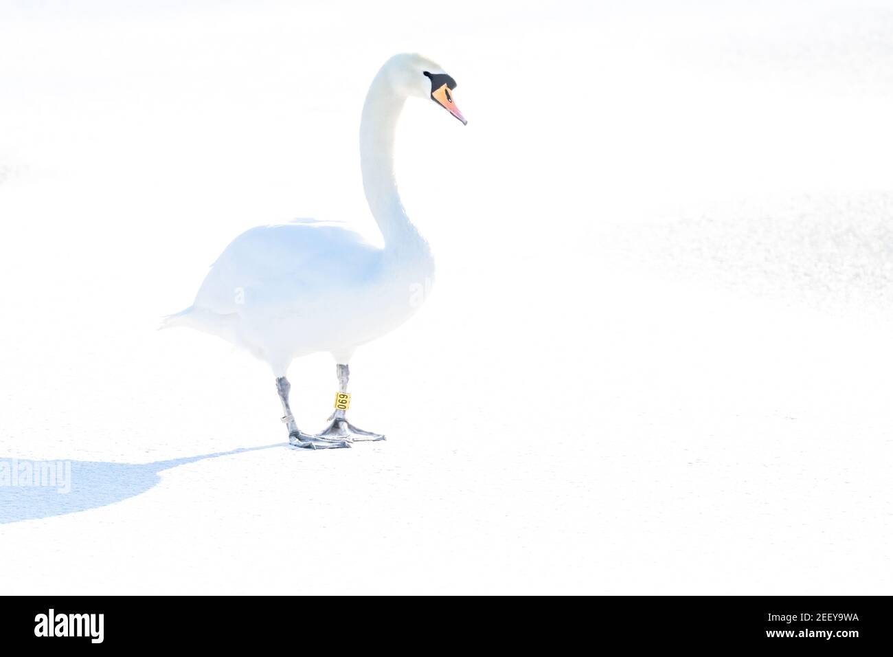 Ein stummer Schwan, der auf einem schneebedeckten gefrorenen See in Baildon, Yorkshire, England, läuft. Stockfoto