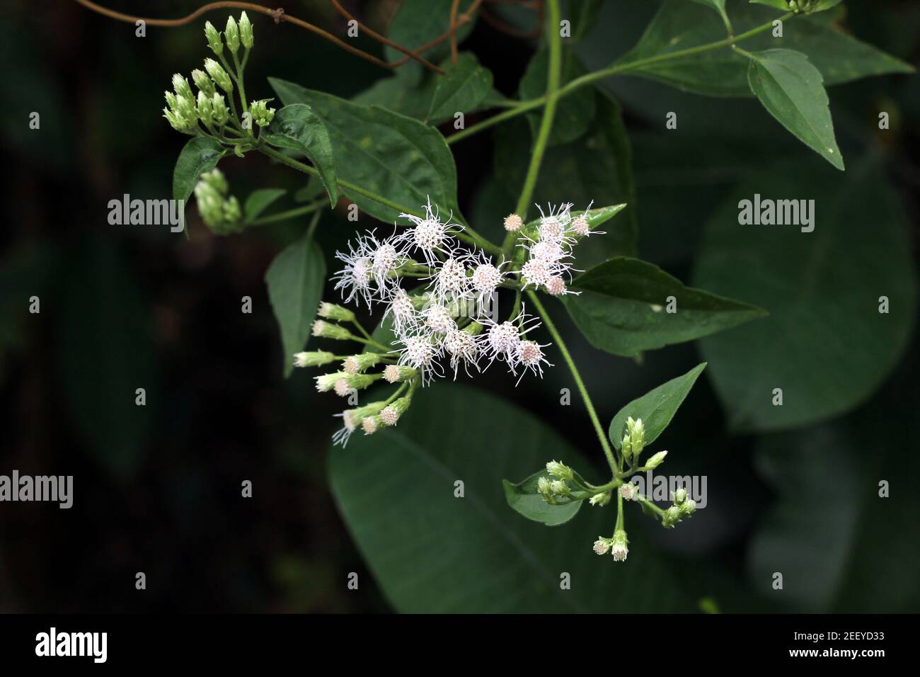 Der Zweig der Wildpflanze ist voll mit weißen Blüten und Knospen Stockfoto
