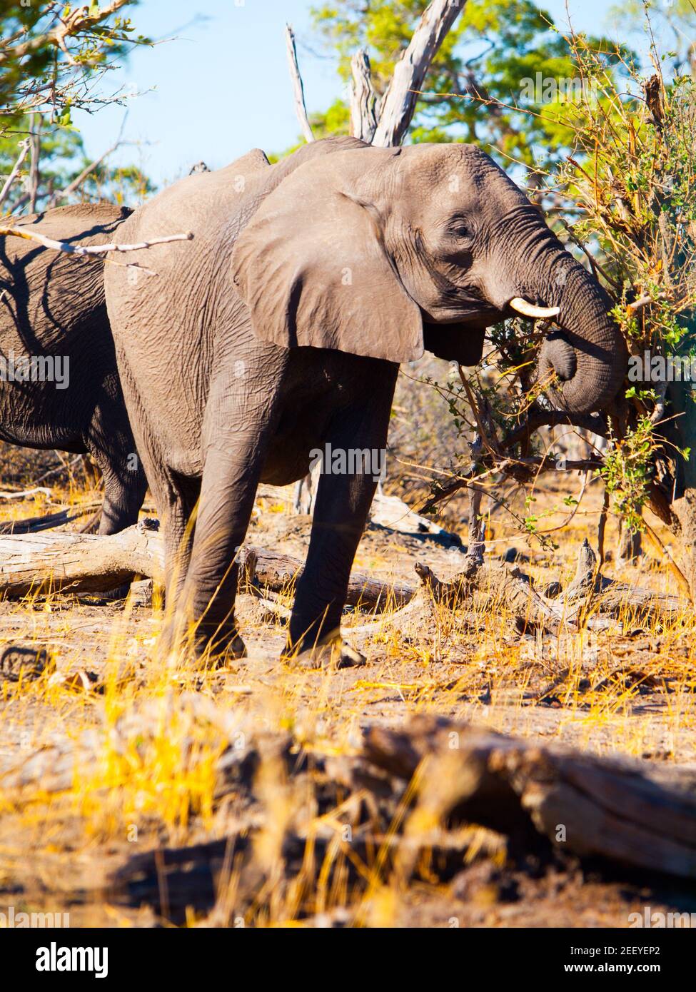 afrikanischer Elefant essen Stockfoto