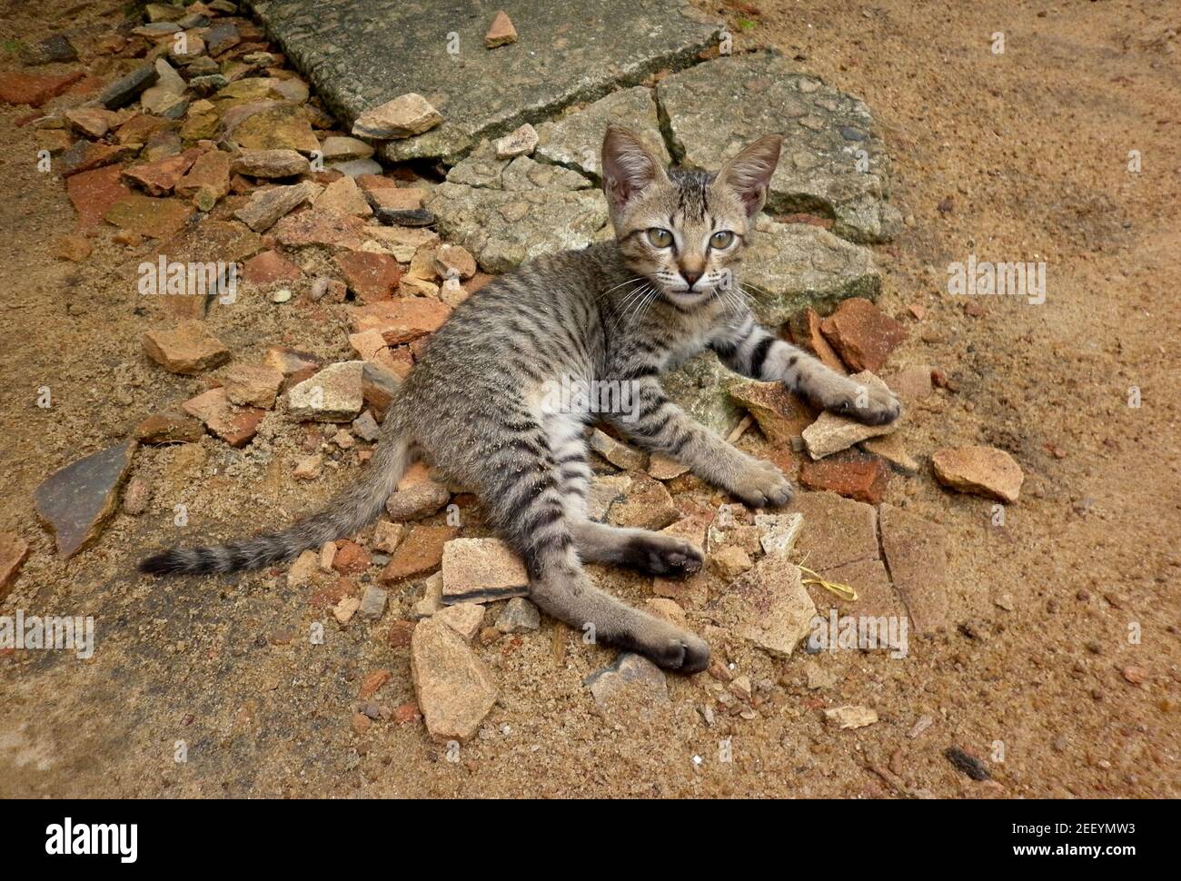 Ein kleines Kätzchen auf steinigem Boden, während es neugierig aussieht Stockfoto