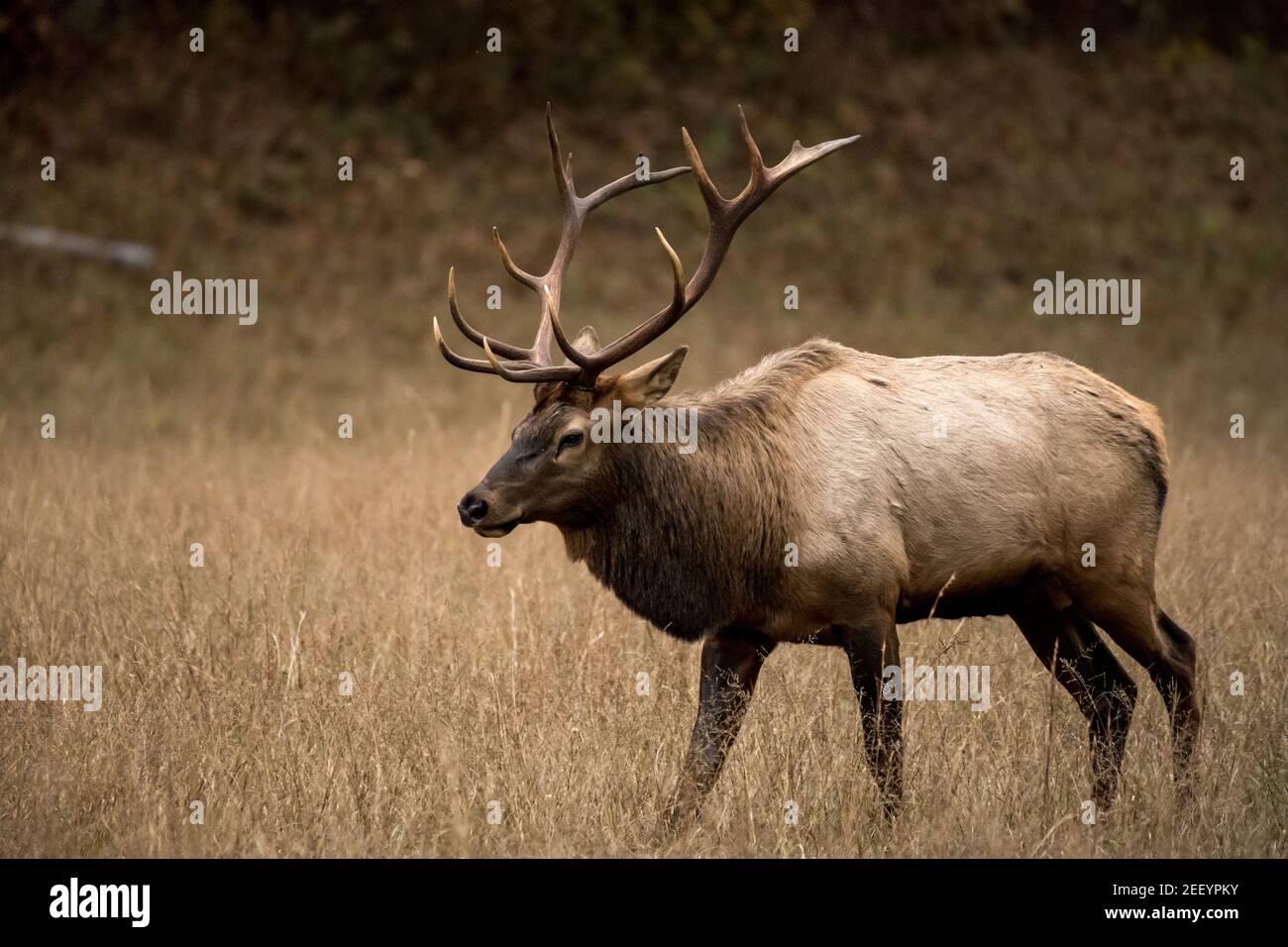 3 Viertel Blick auf Walking Bull Elk in Cataloochee Tal Stockfoto