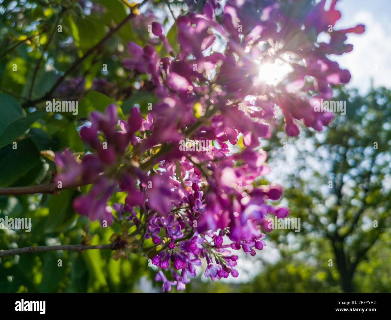 Violett lila Blume auf Zweig mit strahlender Sonne im Hintergrund Stockfoto