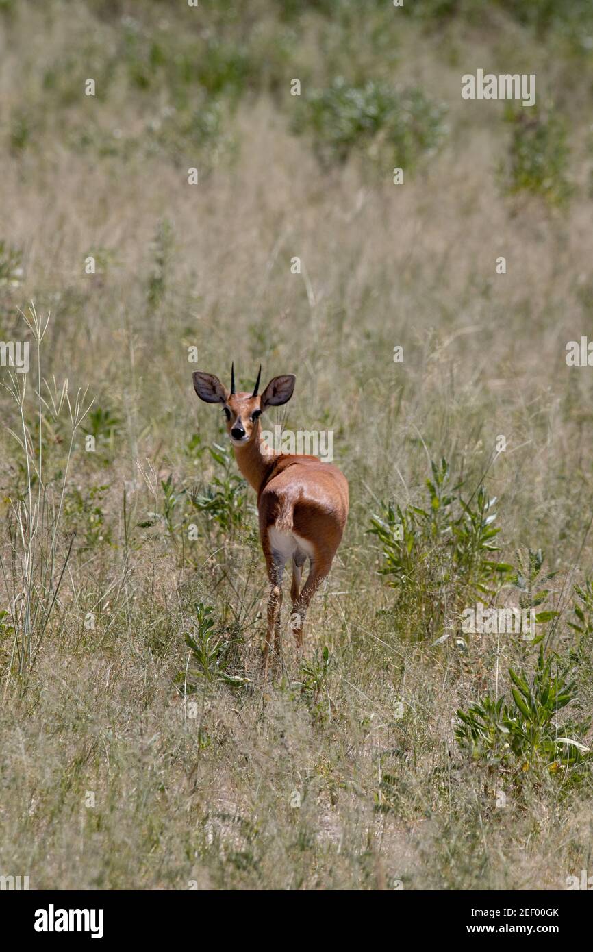 Steenbok (Raphicerus campestris). Erwachsene, Rückansicht eines Männchens. Zu den Identifikationsmerkmalen gehören kleine, große, weit verbreitete Ohren mit blattähnlichem Muster Stockfoto