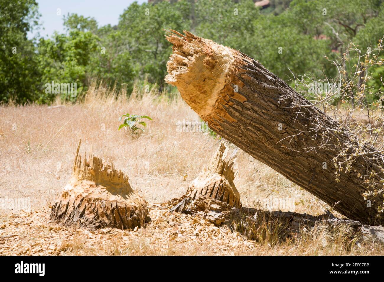 Schaden am Biberbaum. Baum, der von einem nordamerikanischen Biber im Zion National Park, Utah, USA, gefällt wurde Stockfoto
