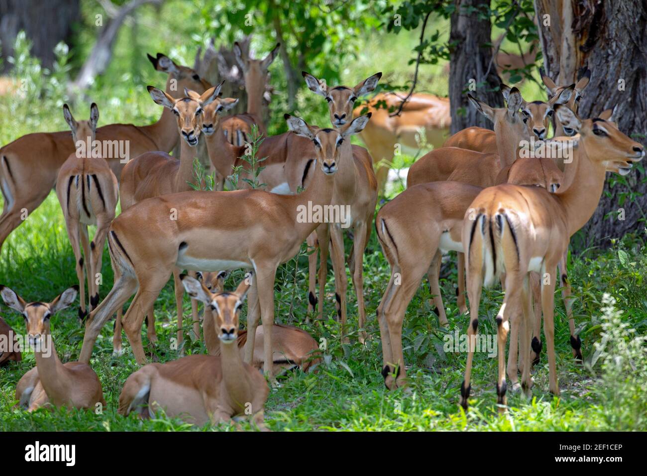 Impala (Aepyceros melampus). Antilope. Montiert im Schatten eines Baumes während der Hitze des rnidday, alle Weibchen, die Suche nach dem Schatten eines Baumes kühl zu halten. Stockfoto