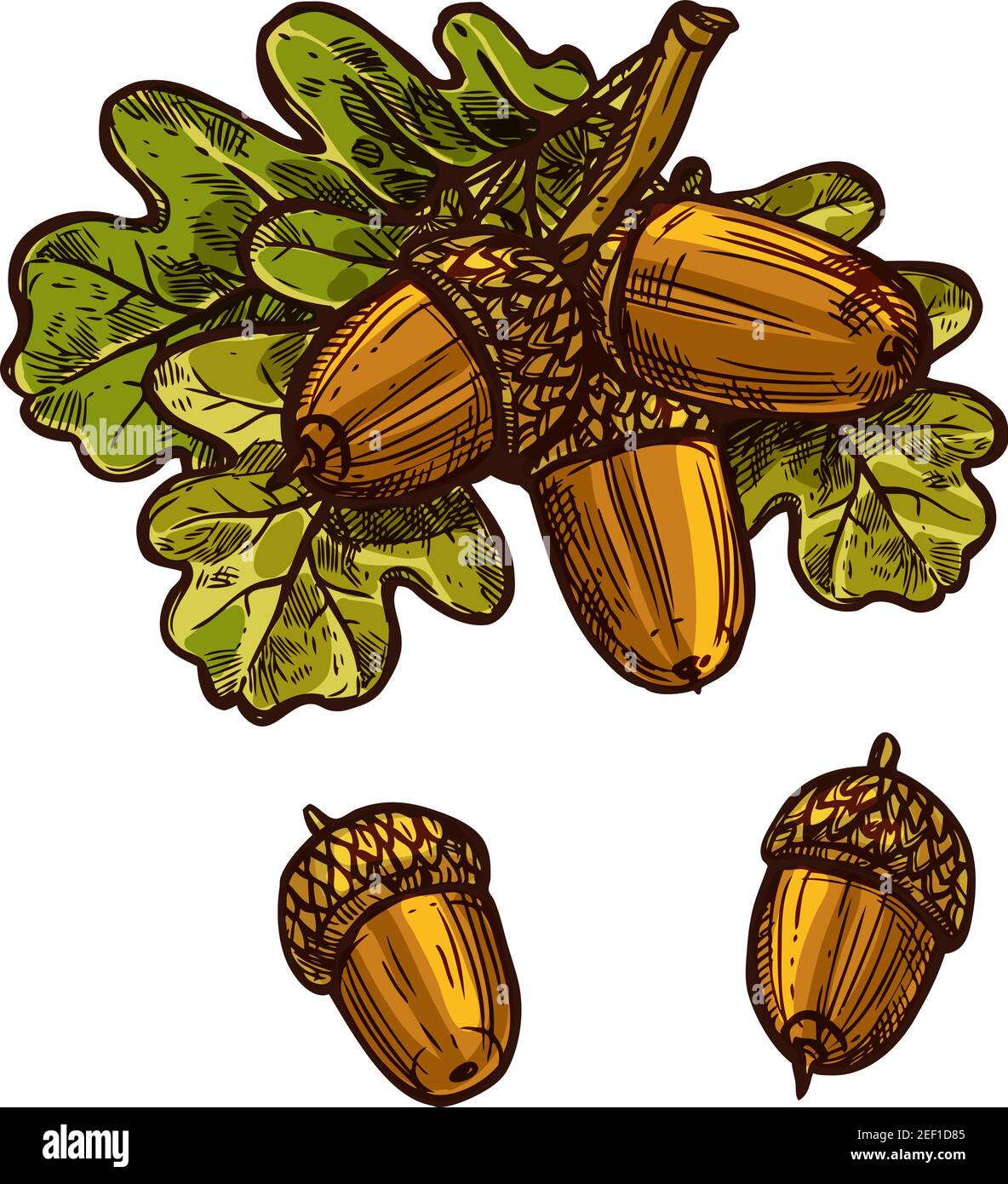 Eichel und Blatt Skizze Symbol für Thanksgiving traditionelle Grußkarte Design-Vorlage. Vektor isolierte Eicheln und Eichenblätter für Oktober Thanksgiv Stock Vektor