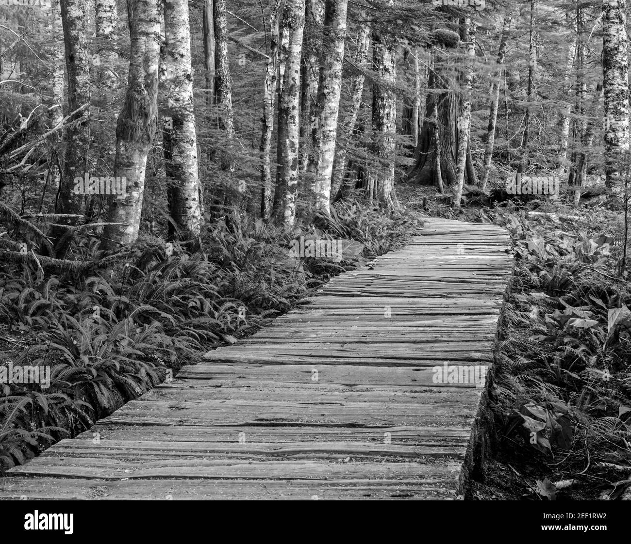 Boardwalk durch den Wald am Mt. Rainier National Park Stockfoto