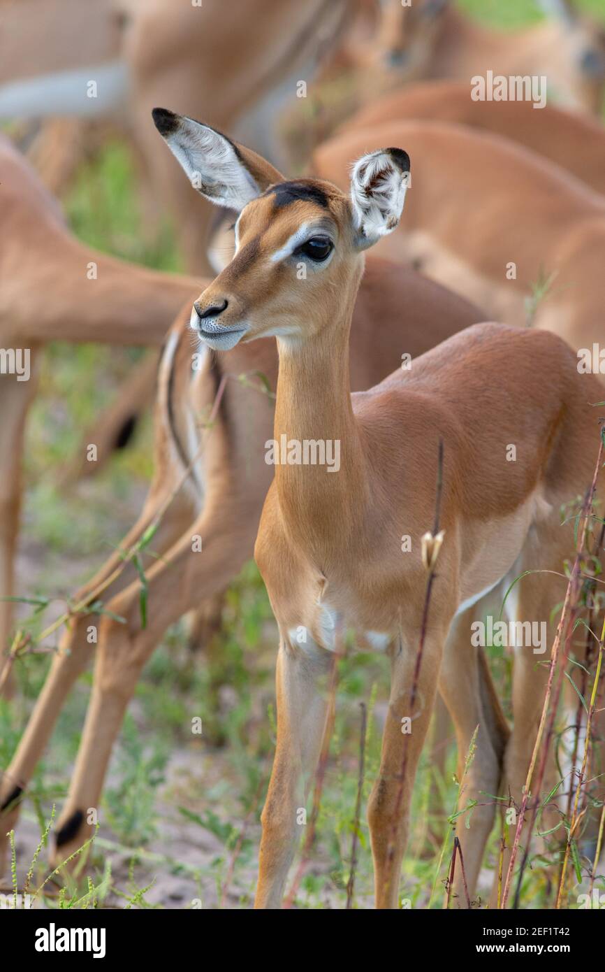 Impala (Aepyceros melampus). Weiblich. Erwachsene mit Kopf, Gesicht, Gesichtszüge, Markierungen, Details. Stehen unter anderem in der Herde, Augen, Ohren, n Stockfoto