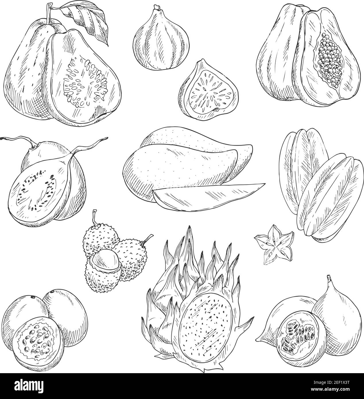 Exotische tropische Früchte Skizzen Ikonen. Vector isoliert Satz von Guava, Feigen oder Papaya und Avocado, Feijoa oder Carambola Starfruit und lichee, Mangostan oder Stock Vektor