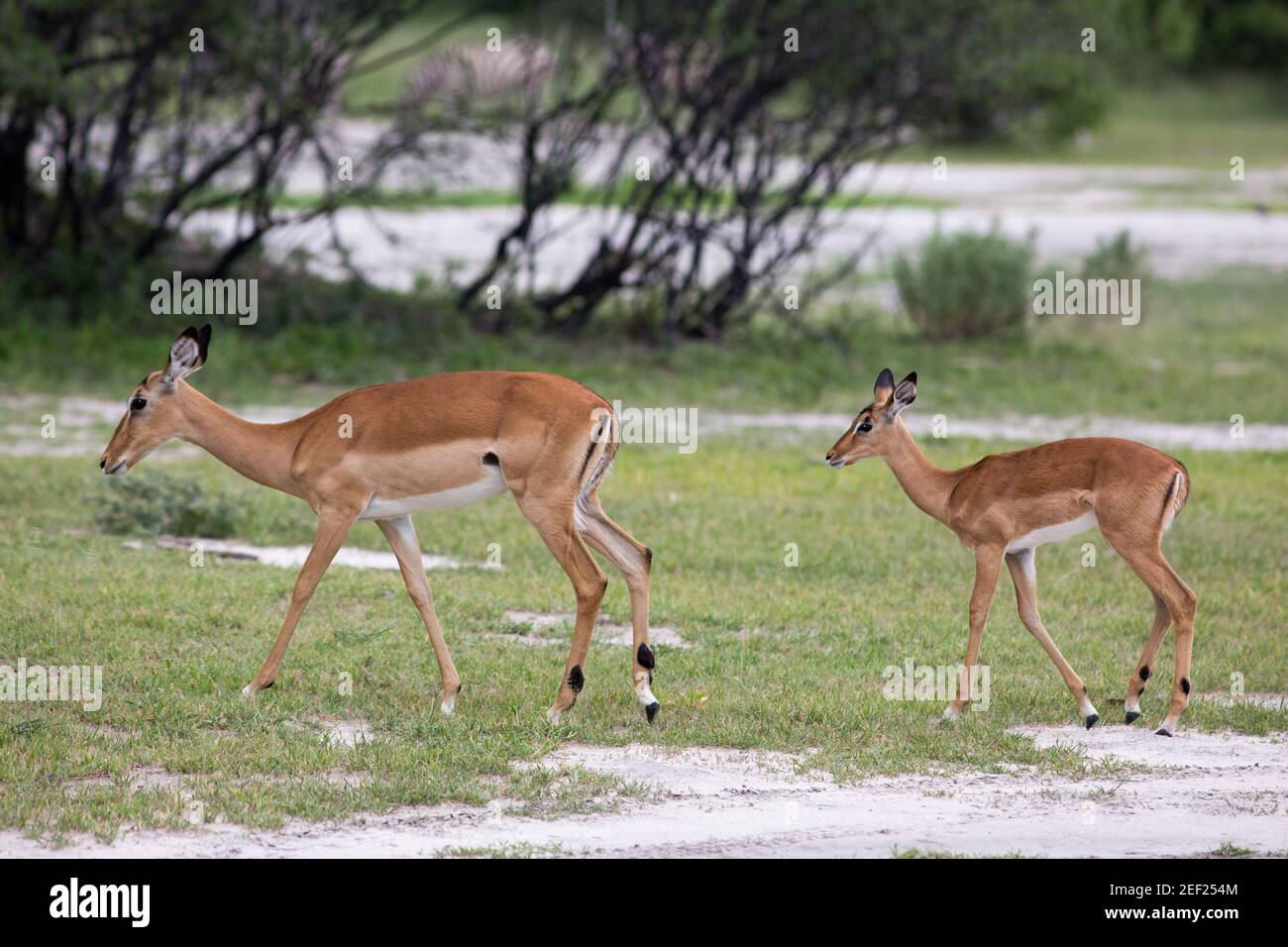 Impala (Aepyceros melampus). Junge Mutter. Botswana. Afrika. Stockfoto
