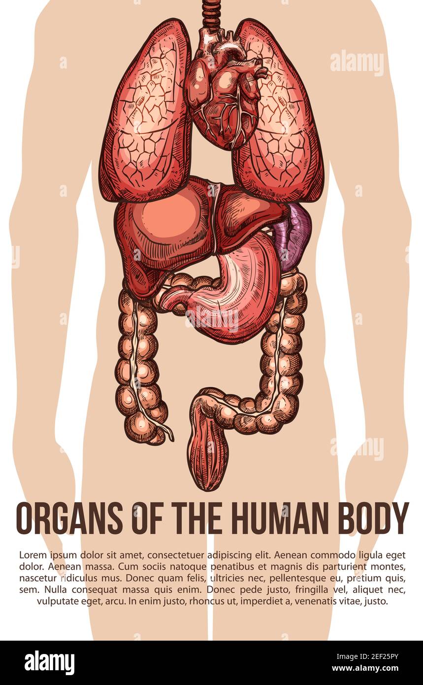 Menschliches Körperorgan medizinisches Skizzenposter. Vektor-Design von Verdauungs-und Vitalsystem der Speiseröhre, Milz und Niere oder Bauchspeicheldrüse, Lunge und Herz-Orga Stock Vektor