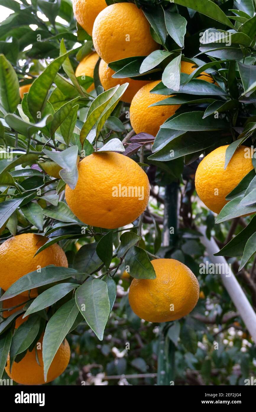 Ein urbaner Orangenbaum in Tokio, Japan Stockfoto