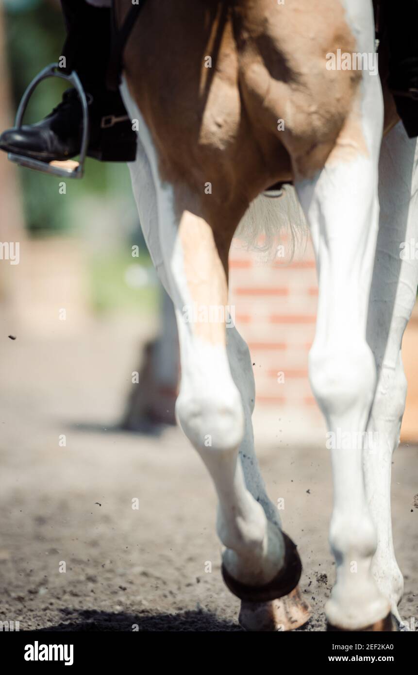 Beine und Schatten von Pferden bei der Pferdeshow Stockfoto