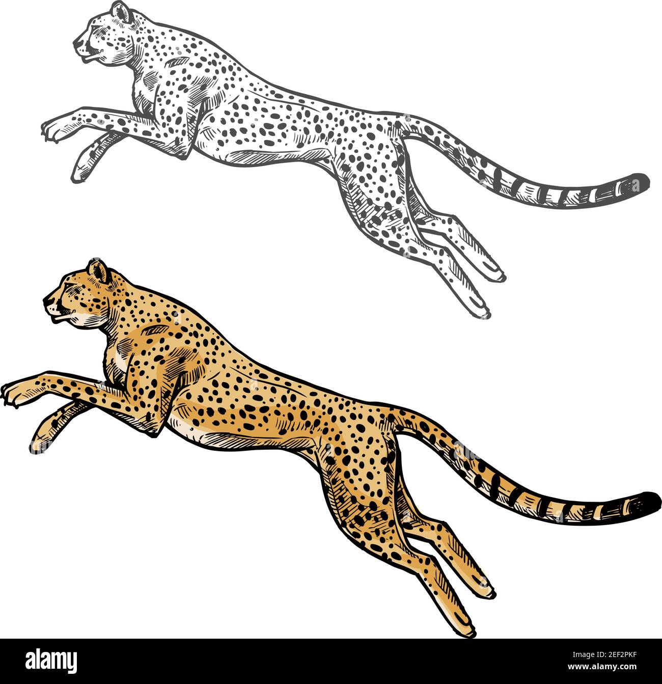 Geparden wild afrikanischen Tier Vektor Skizze Symbol. Savanna jaguar  Panther oder Puma Symbol für Tierwelt Fauna und Zoologie oder Jagd Sport  Team Trophäe sy Stock-Vektorgrafik - Alamy