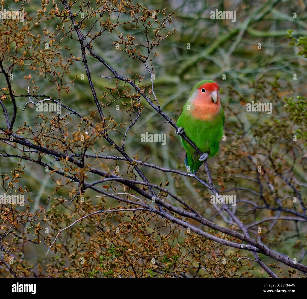 Afrikanische Pfirsichgesichtige Lovebird auf Baum Zweig thront Stockfoto