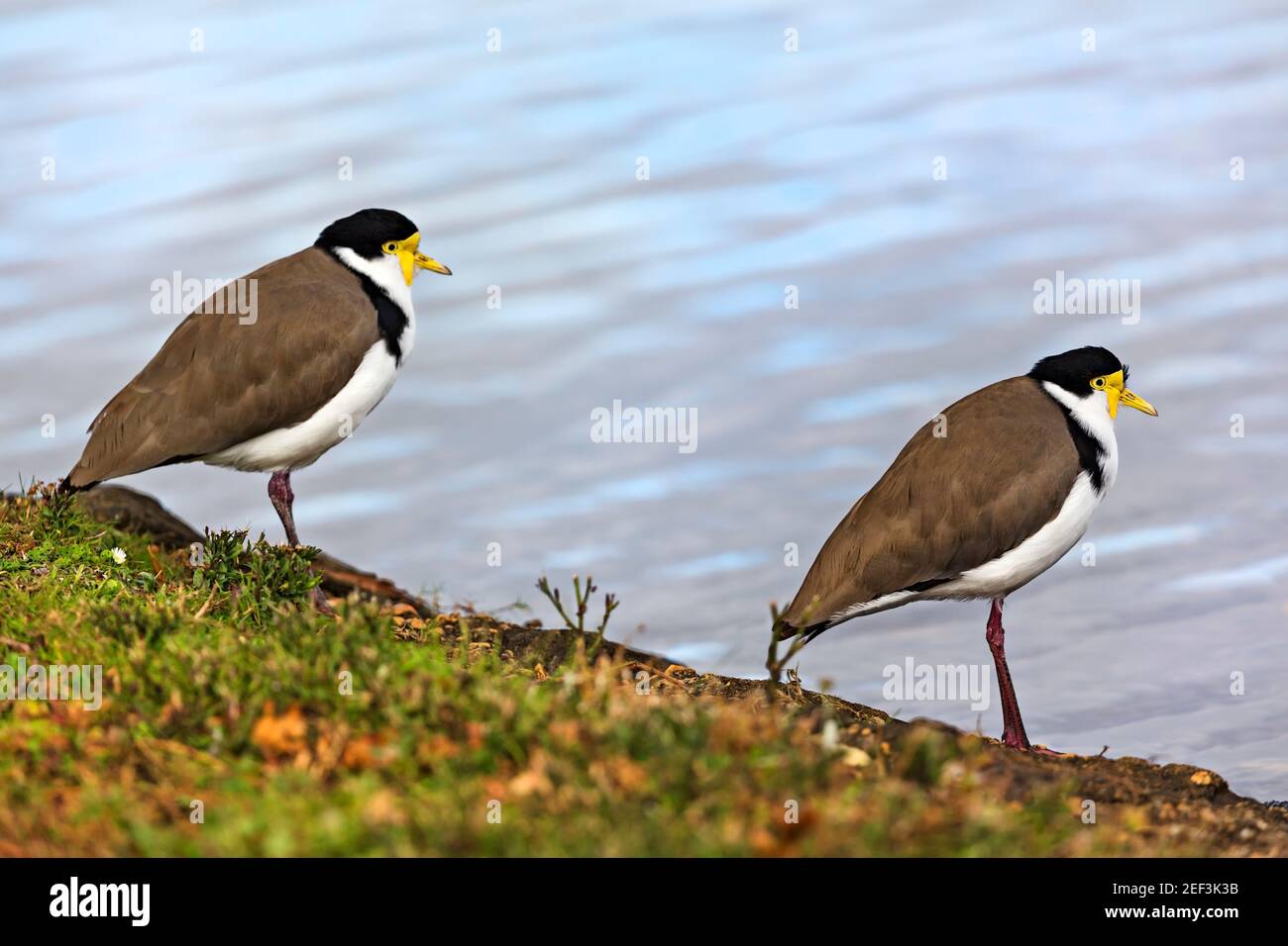 Maskierte Kiebitze in der Nähe des Lake Wendouree in Ballarat Victoria, Australien. Stockfoto