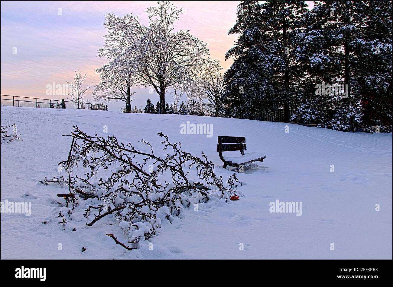 Winterlandschaft im Park mit dem beschädigten Baum nach einem eisigen Regensturm, Unwetter. Stockfoto