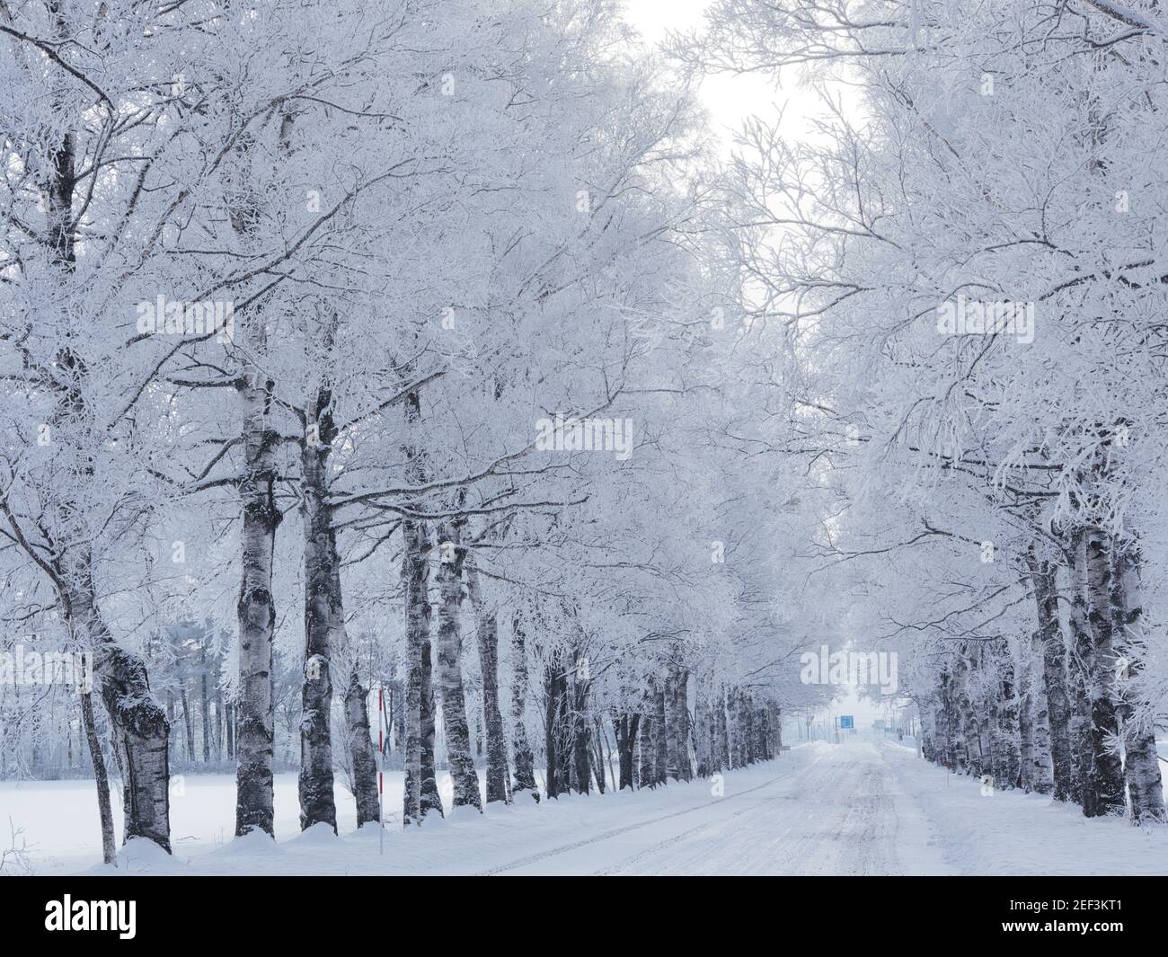 Straße mit Rime-Eisbäumen gesäumt Stockfoto