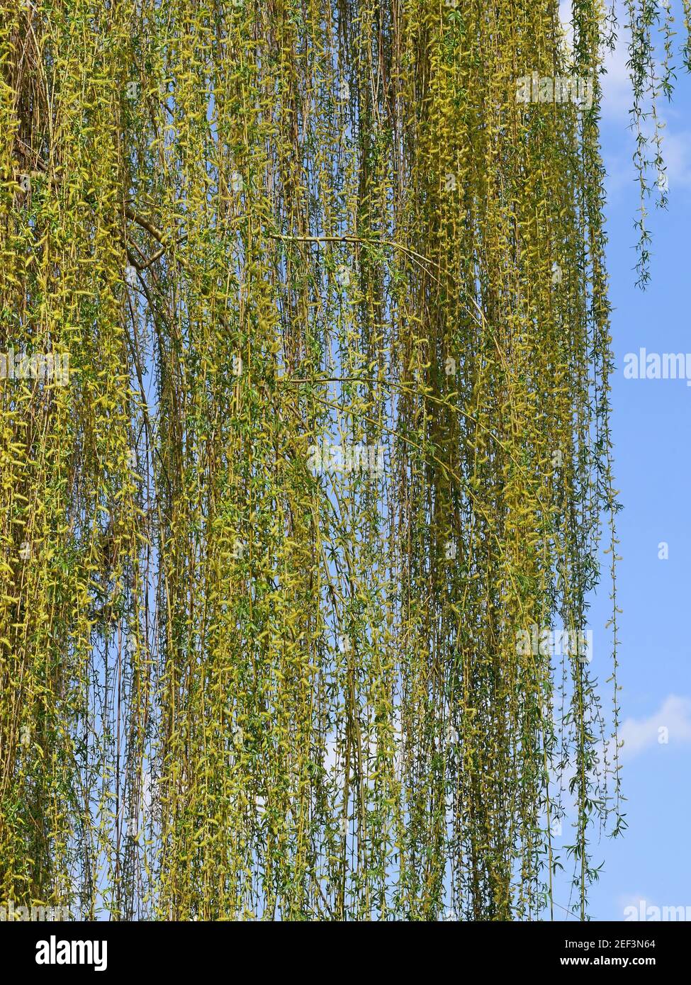 Trauerweide mit langen flexiblen Zweigen blüht Mitte April sehr stark, hängende blühende Äste auf dem Hintergrund des blauen Himmels an warmen sonnigen Tagen Stockfoto