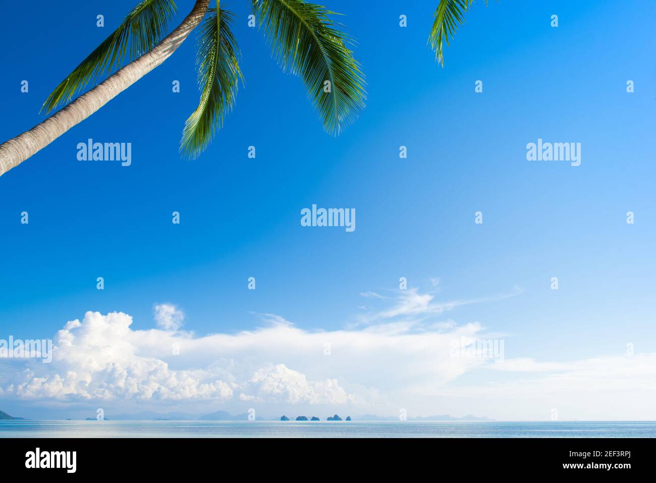 Kokospalme am Sommerstrand Stockfoto