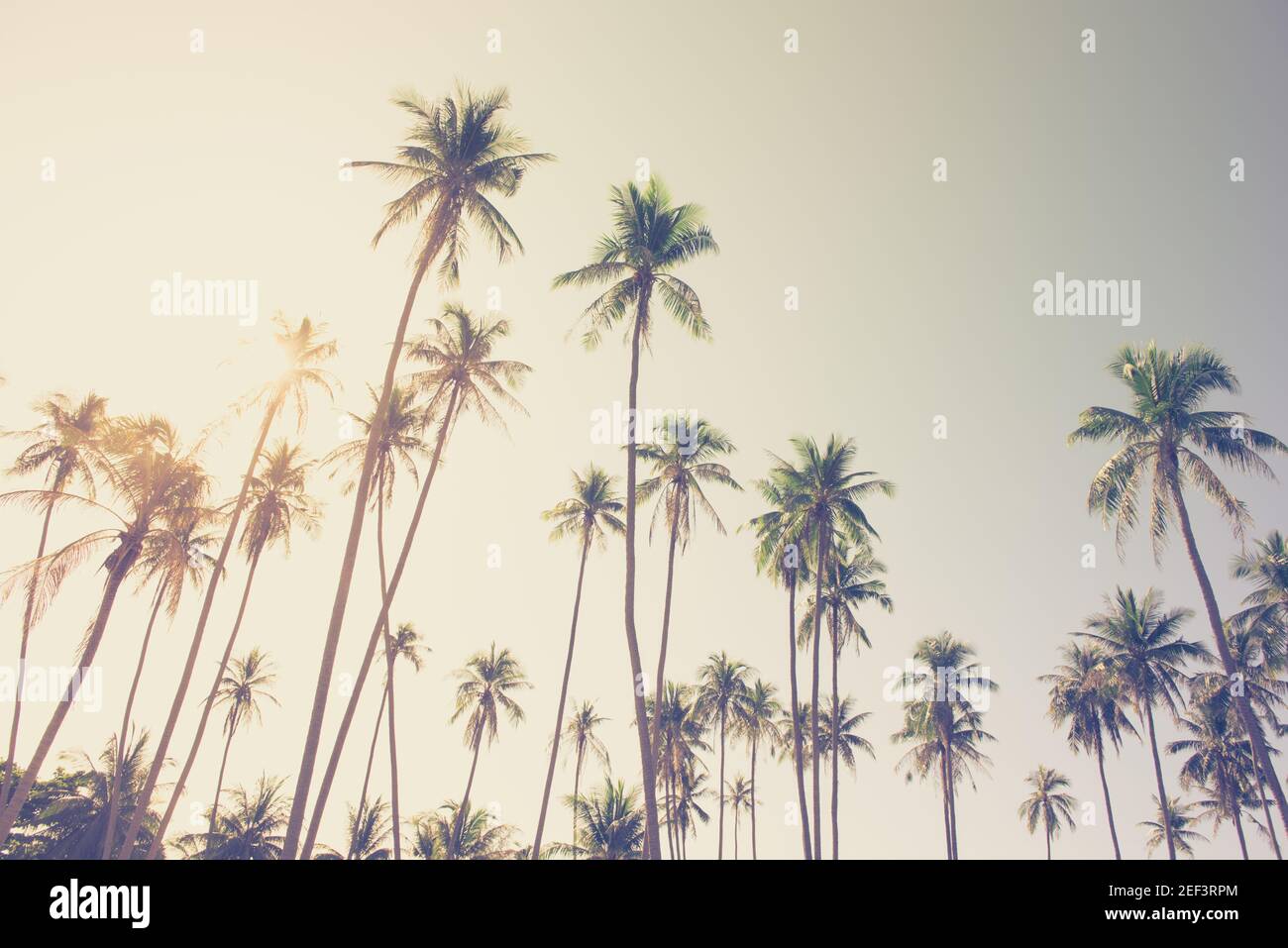 Kokospalmen auf der Insel, Blick nach oben Winkel - vintage Ton Stockfoto