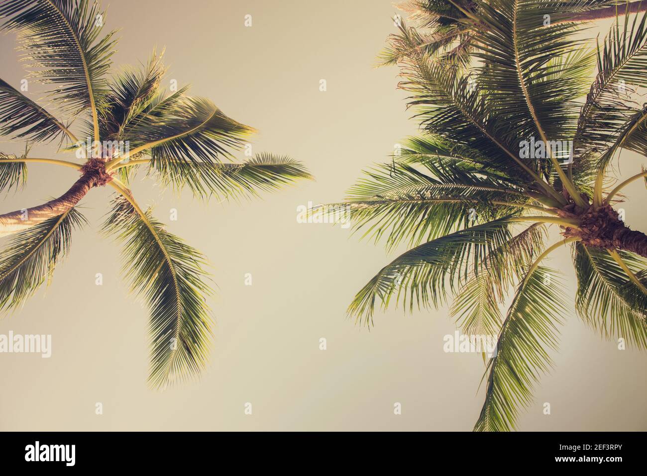 Kokospalmen, Blick nach oben Winkel - vintage Ton Stockfoto