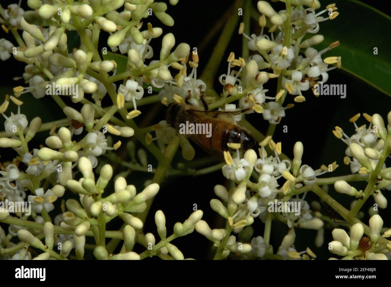 Biene schnell - oder Sie werden diese Honigbiene vermissen, die sich am Nektar der Cotoneasterblüte (Cotoneaster Frigidus) nährt, die vor meinen Fenstern wächst. Stockfoto