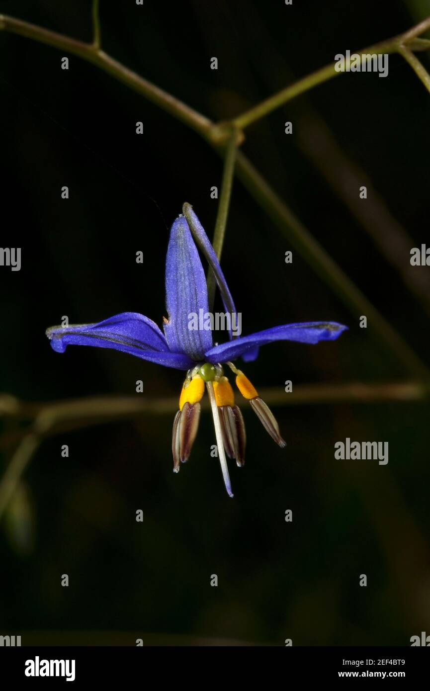 Flachslillies (Dianella revoluta) sind so verbreitet, dass niemand sie bemerkt - doch sie haben diese wunderschönen blauen und goldenen Blumen, die im Wind tanzen! Stockfoto