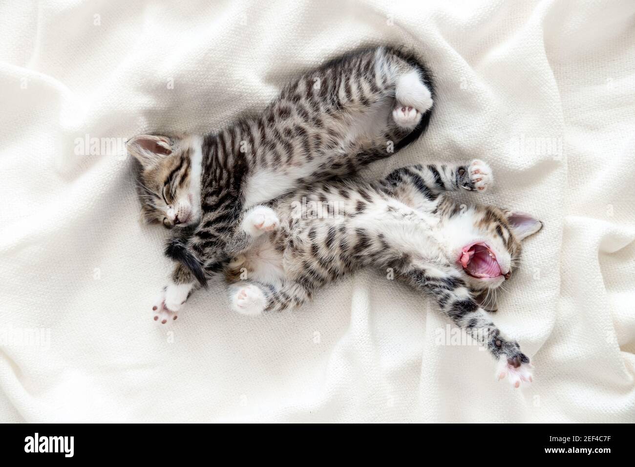 Zwei gestreifte Kätzchen aufwachen, gähnend und dehnen. Kätzchen liegen in lustiger Pose mit offenem Mund auf weißem Bett. Glücklich liebenswert Katze Haustiere. Stockfoto