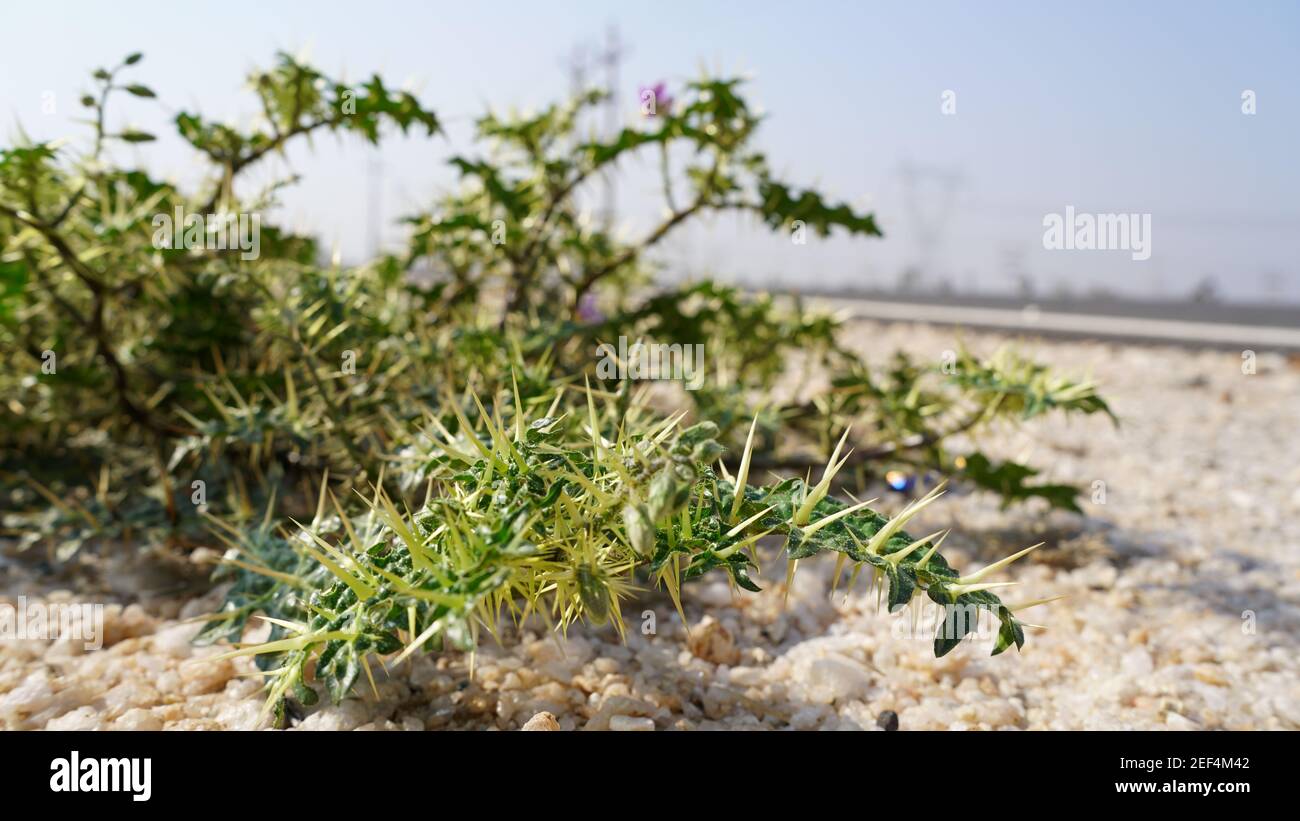 Bio-Heilpflanze von Scolymus hispanicus oder Thistle Blüten mit winzigen grünen Thronen und Blättern. Stockfoto