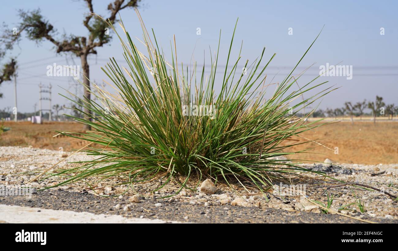 Wüstenpflanze von Saccharum Spontaneum oder Kans mit grünen Blättern. Alte rustikale Pflanze mit grünen Blättern. Stockfoto