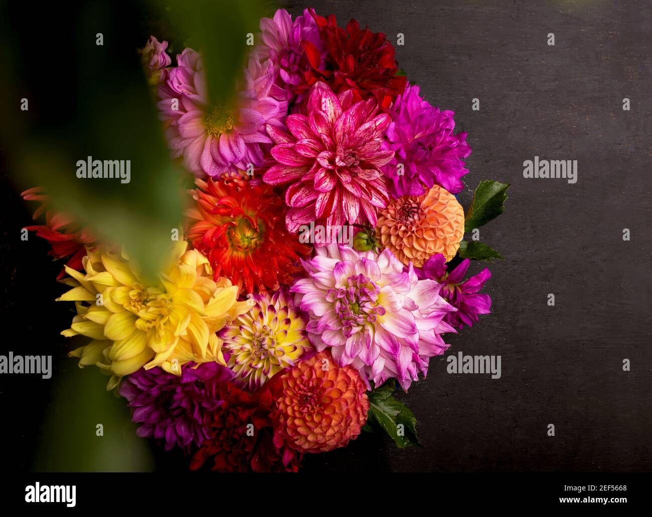 Rot, weiß, gelb Dahlia august bunten Hintergrund. Blick auf mehrfarbige Dahlia-Blumen. Schöne Dahlia Blumen auf grünem Hintergrund. Sommerblumen Stockfoto