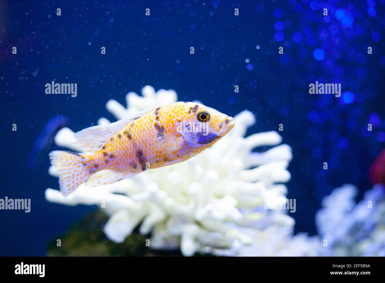 Helle schöne Meeresfische in blauem Meerwasser Stockfoto