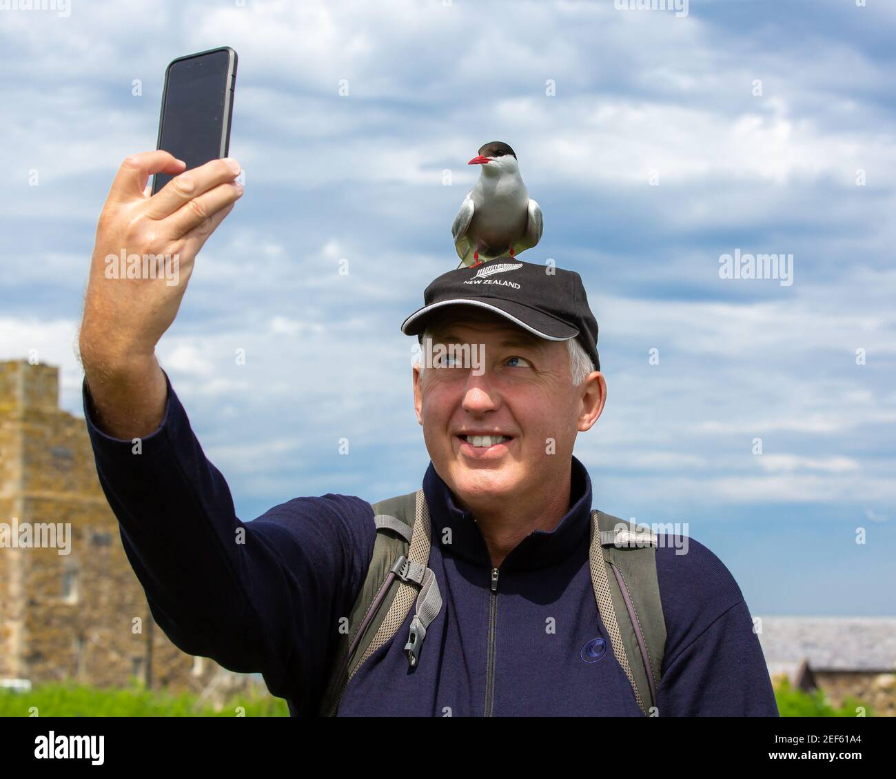 Arctic Tern landet auf dem Kopf des Menschen und posiert für ein Foto Stockfoto