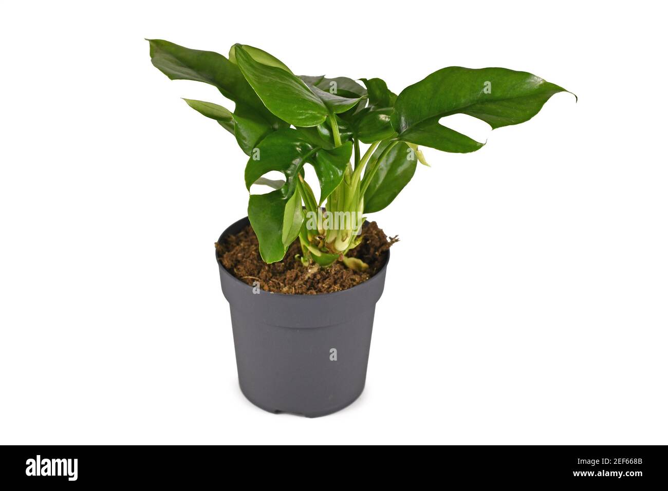 Monstera mini -Fotos und -Bildmaterial in hoher Auflsung  Alamy
