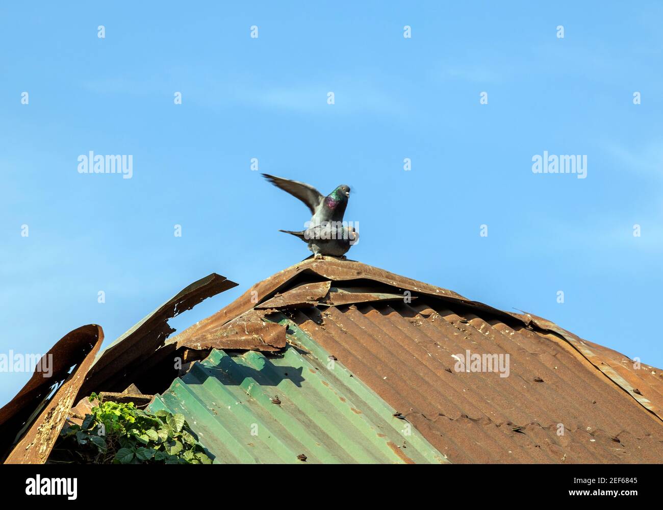 Taubenpaar sind verliebt Stockfoto