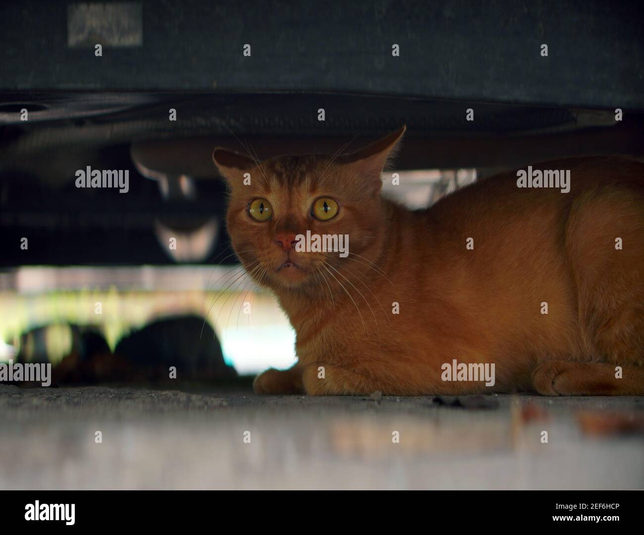 Hauskatzen Stockfoto