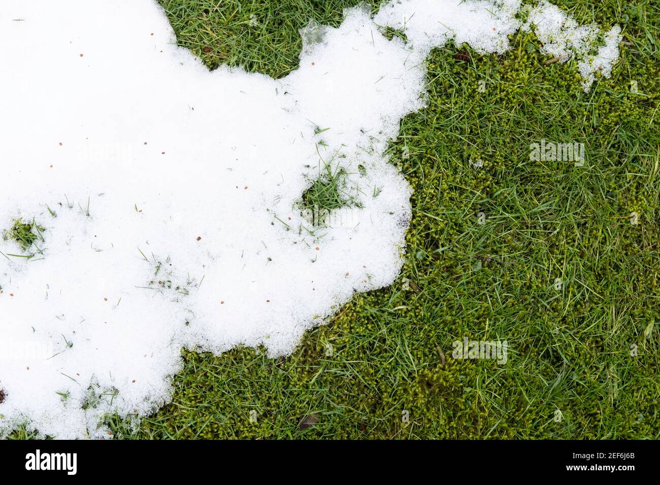 Das Tauwetter setzt ein. Das Gras kommt heraus und der Schnee verschwindet Stockfoto