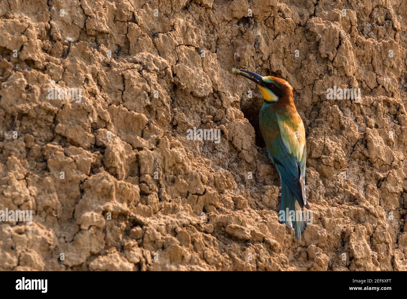 Europäischer Bienenfresser oder Merops apiaster isst am Loch im Felsen. Rückansicht. Selektiver Fokus Stockfoto
