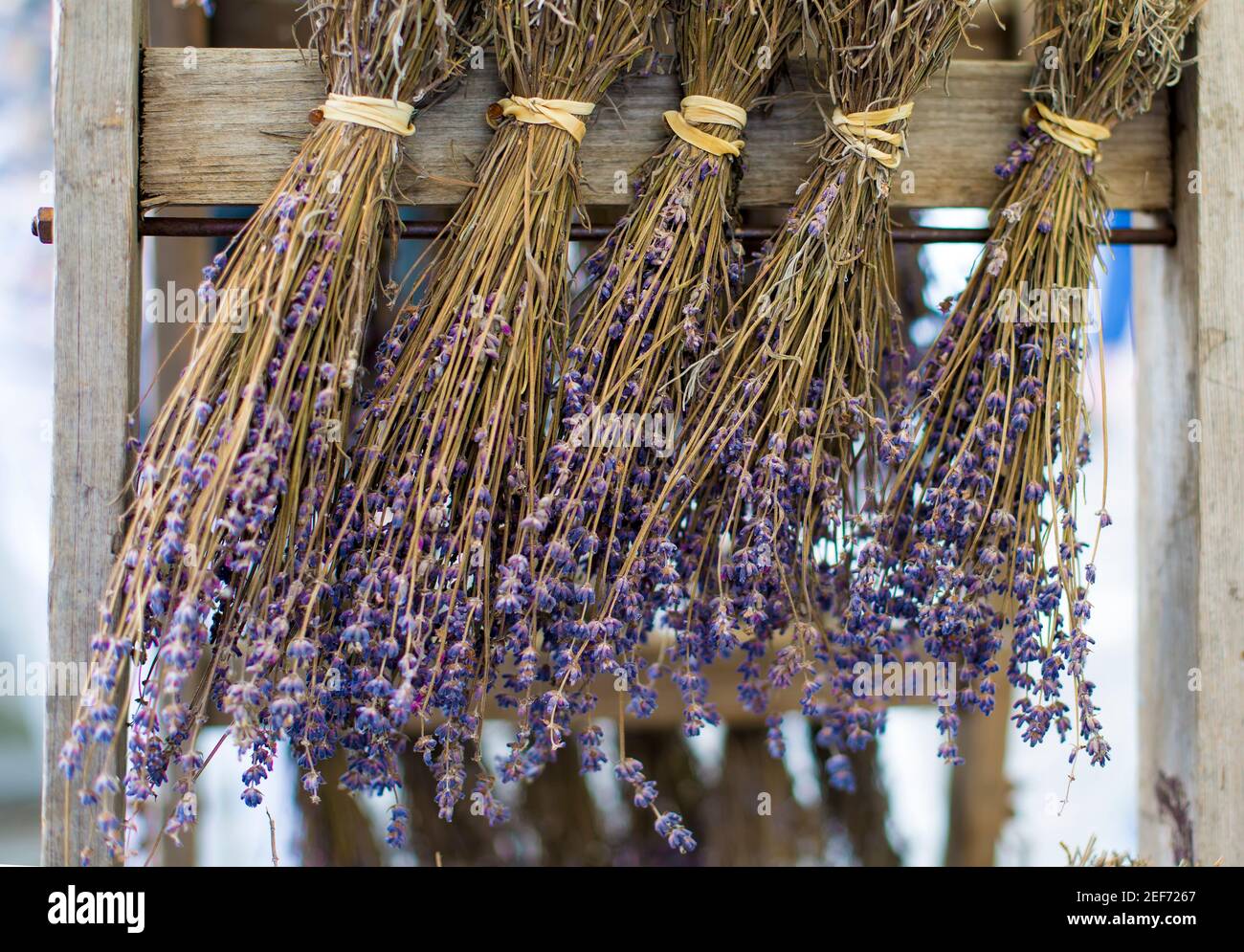 Trockener Lavendel hängt im Bündel Stockfoto