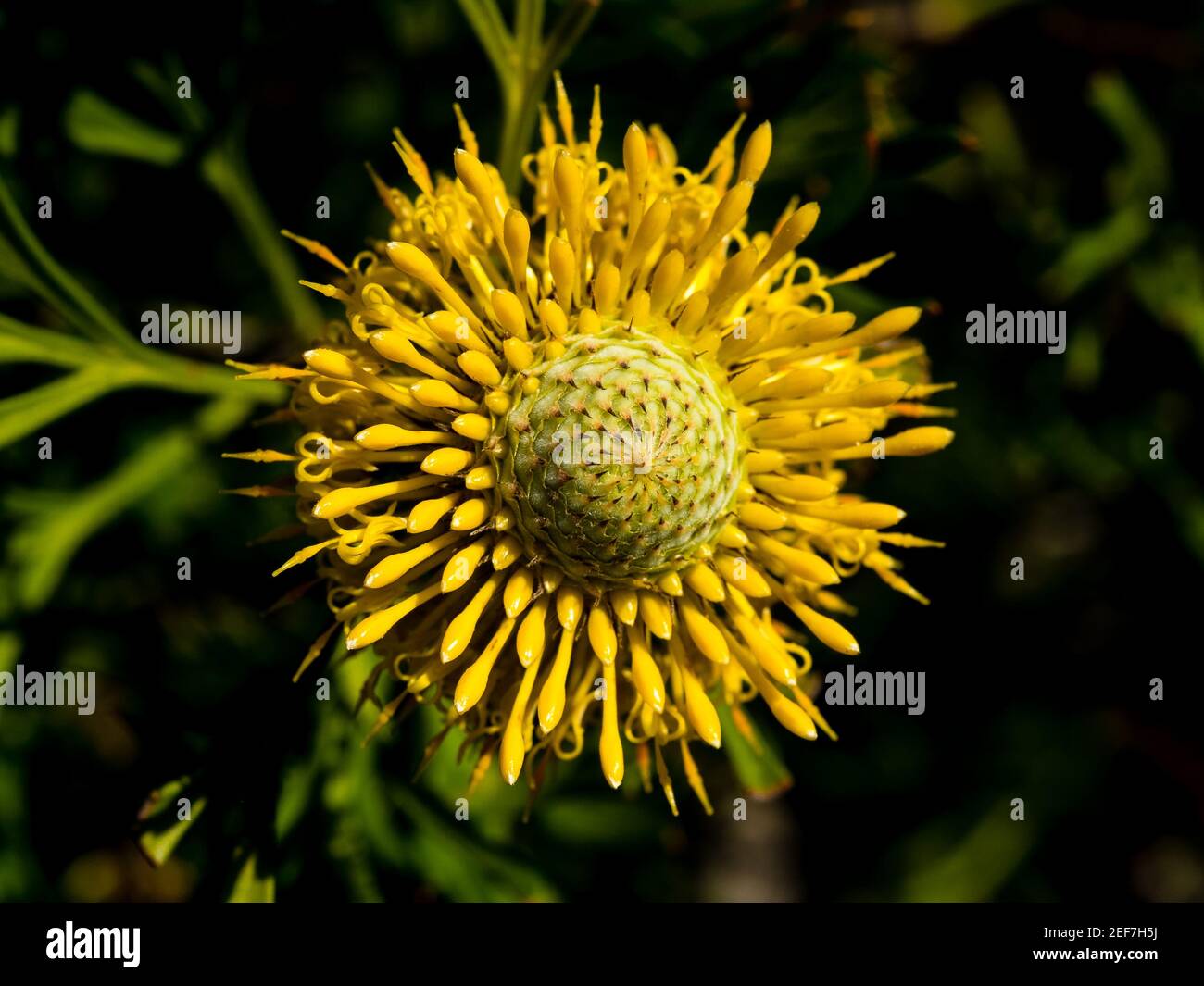 Isopogon anethifolius ist nur im Küstengebiet von erhältlich Australien Stockfoto