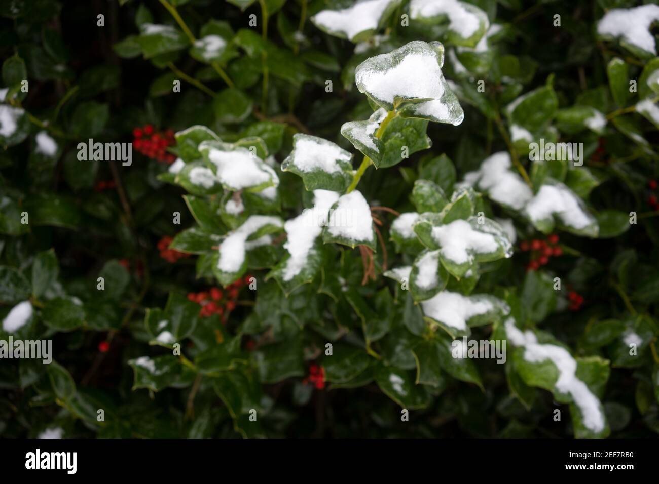 Gefrorene Blätter nach Schnee und Glatteisregen im Winter. Stockfoto