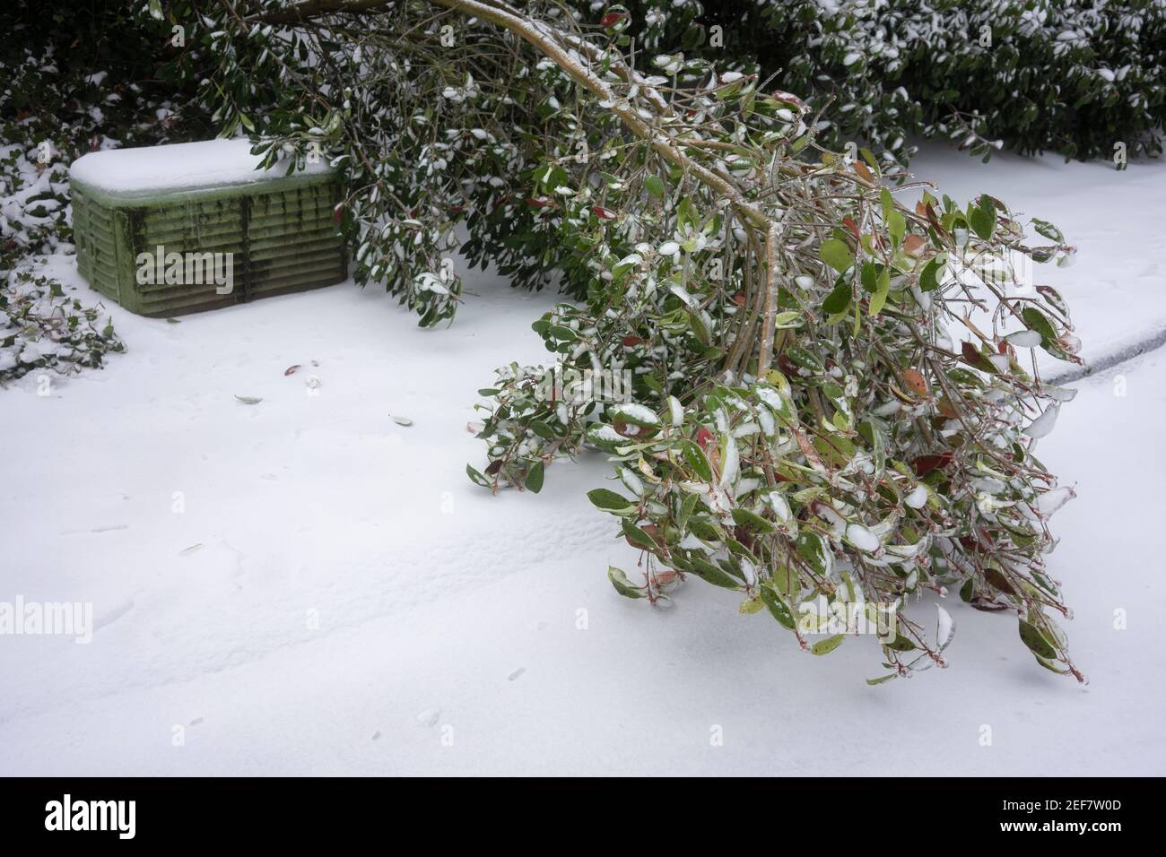 Ein gefallener Baum wird auf den Gehwegen in einer Nachbarschaft in Lake Oswego, Oregon, gesehen, nachdem Schnee und eiskalte Regen Portland Metro-Bereich treffen. Stockfoto