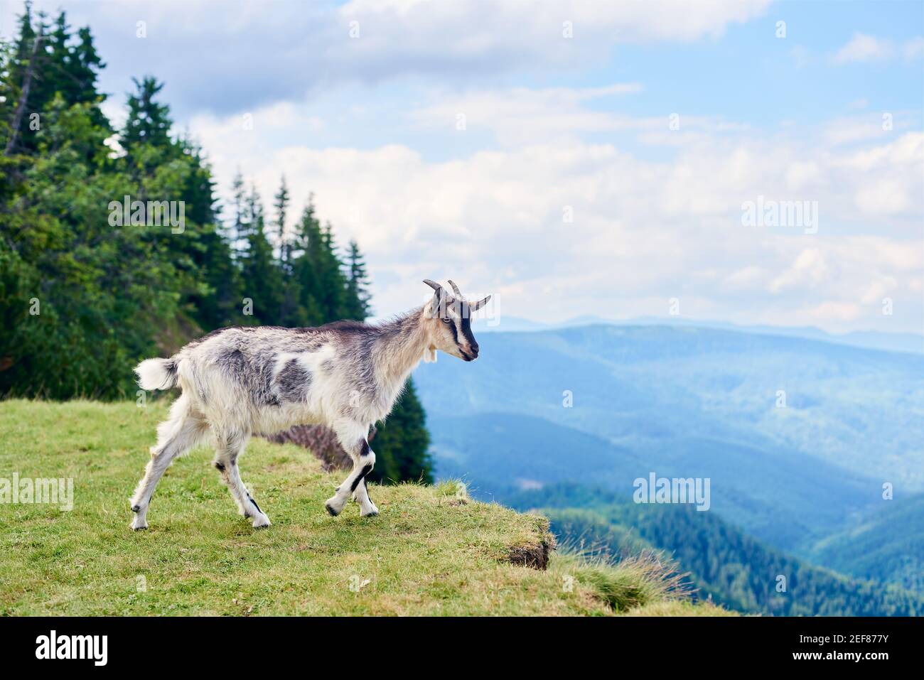 Felsige Bergziege Stockfotos Und Bilder Kaufen Alamy