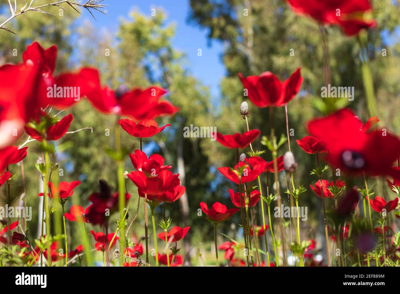 Blumen von roten Anemonen schließen auf einem unscharfen Hintergrund von Feldern und Bäumen. Israel Stockfoto