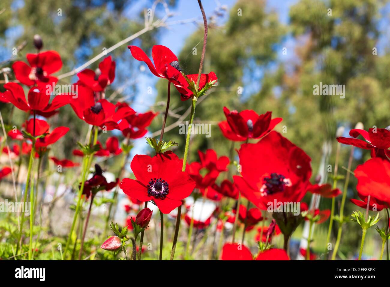 Blumen von roten Anemonen schließen auf einem unscharfen Hintergrund von Feldern und Bäumen. Israel Stockfoto