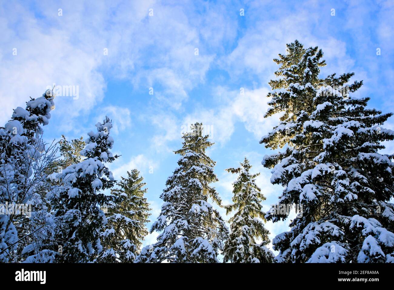 Hohe schneebedeckte Fichten, die an einem kalten Tag im Februar in Richtung des blauen Himmels mit einigen flauschigen Altocumulus-Wolken reichen. Finnland. 2021. Stockfoto